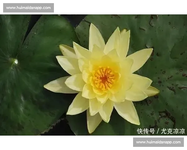 经典时刻回顾与人生感悟交织的难忘瞬间精选解析